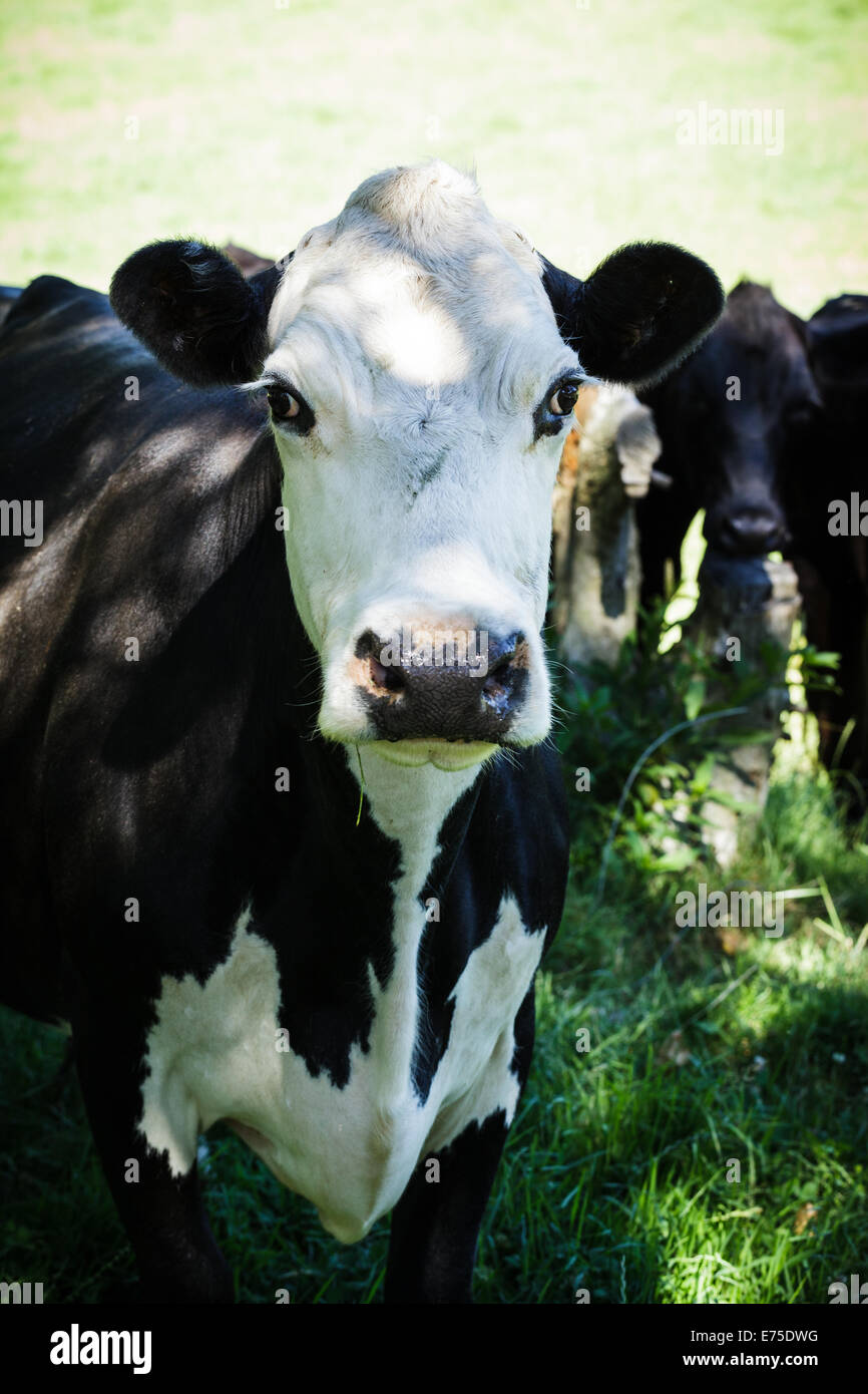 Hereford Angus Cross Kuh unter gefleckte Sonnenlicht Stockfoto