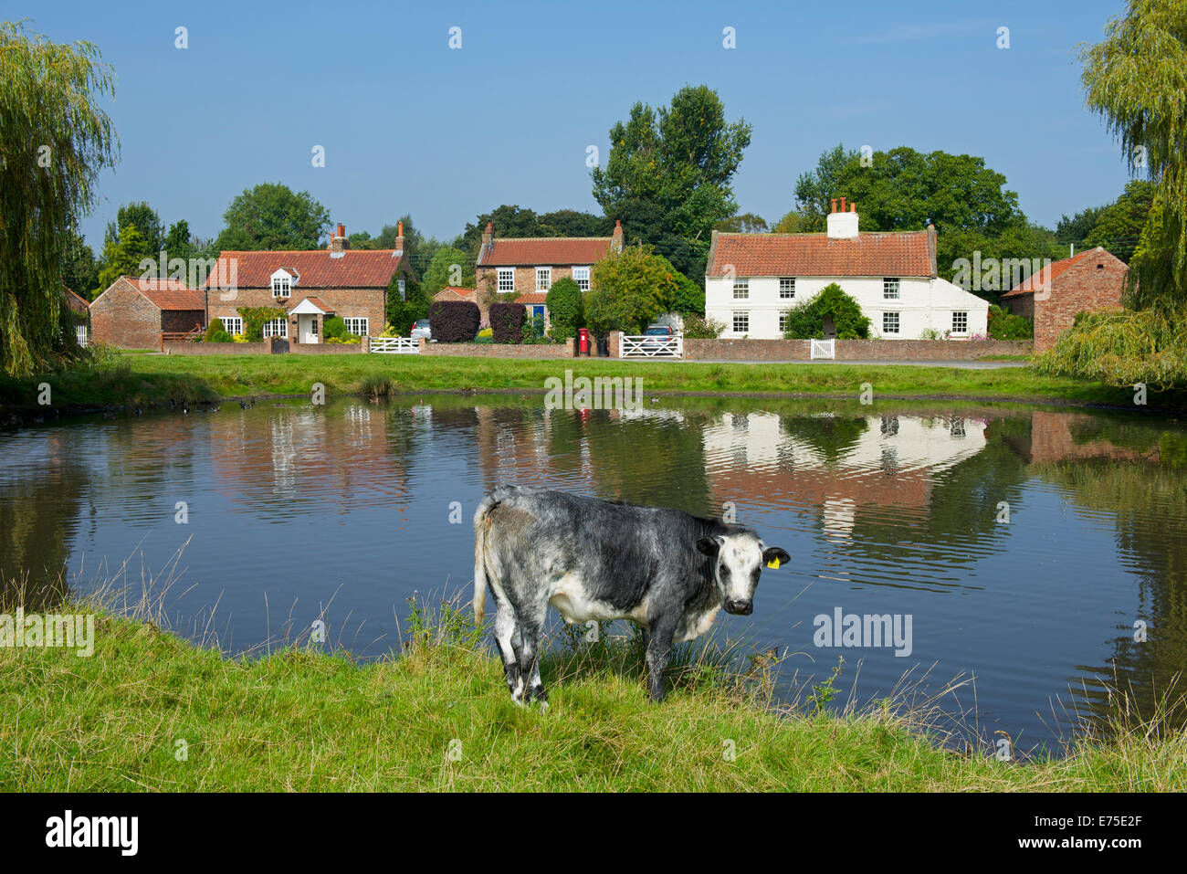 Der Dorfteich- und Vieh - Nonne Monkton, in der Nähe von York, North Yorkshire, England UK Stockfoto