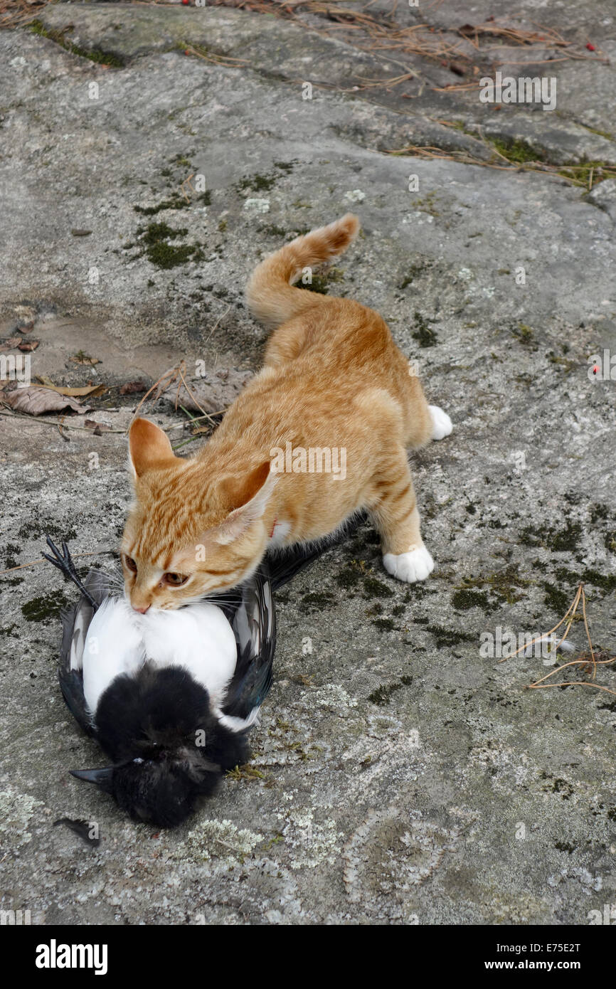 Niedlicher Kätzchen beißt und tötet seinen Fang einen Elster Vogel. Stockfoto
