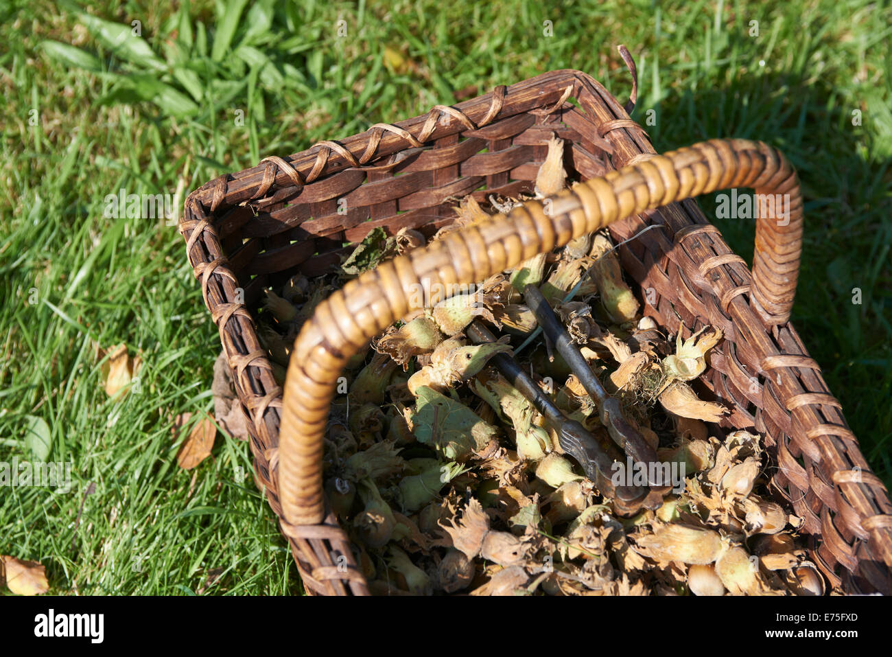 Haselnüsse in Weidenkorb mit einem Nussknacker auf dem grünen Rasen, Herbst Stockfoto