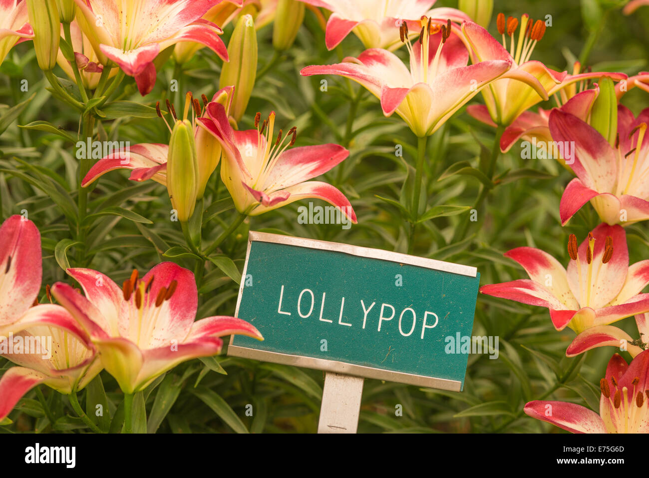 Asiatische Lilien, Lilium asiatic Lollypop, wächst in St. Albert Botanischer Garten, St. Albert, Alberta Stockfoto