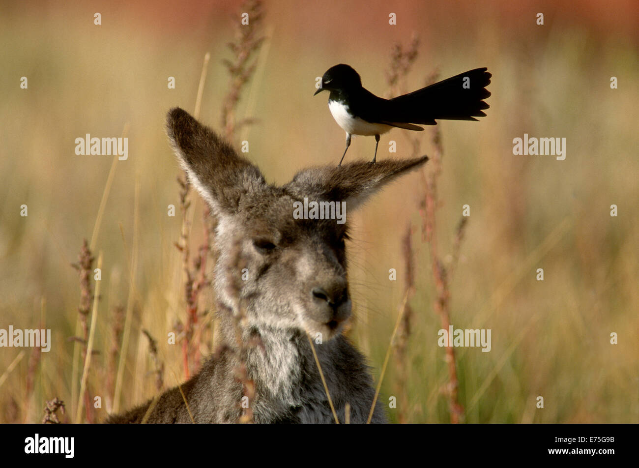 Känguru und Willy Wagtail, Warrambungle National Park NSW Australia Stockfoto