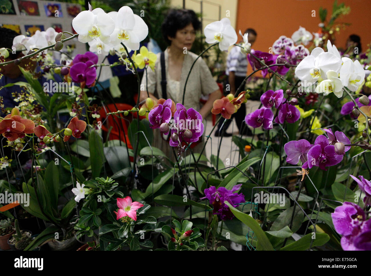 San Salvador, El Salvado. 7. Sep, 2014. Eine Frau Uhren Orchidee verschiedener Arten während der 39. Orchidee Landesausstellung an das International Center der Messen und Kongresse (CIFCO, für seine Abkürzung in spanischer Sprache), in San Salvador, der Hauptstadt von El Salvado, 7. September 2014. © Oscar Rivera/Xinhua/Alamy Live-Nachrichten Stockfoto