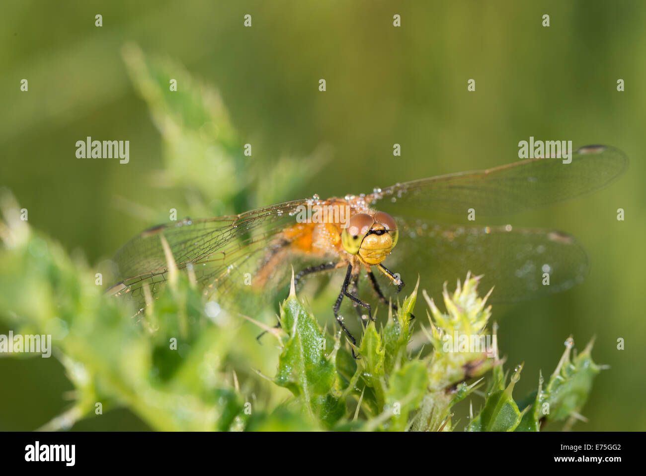 Safran-flügelige Meadowhawk, Sympetrum Costiferum auf Tau bedeckt Mariendistel Blätter, Wagner Bog Alberta Stockfoto