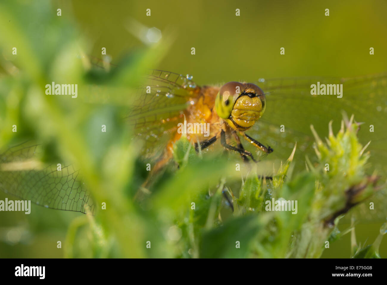 Nahaufnahme von Safran-flügelige Meadowhawk, Sympetrum Costiferum auf Tau bedeckt Mariendistel Blätter, Wagner Bog Alberta Stockfoto