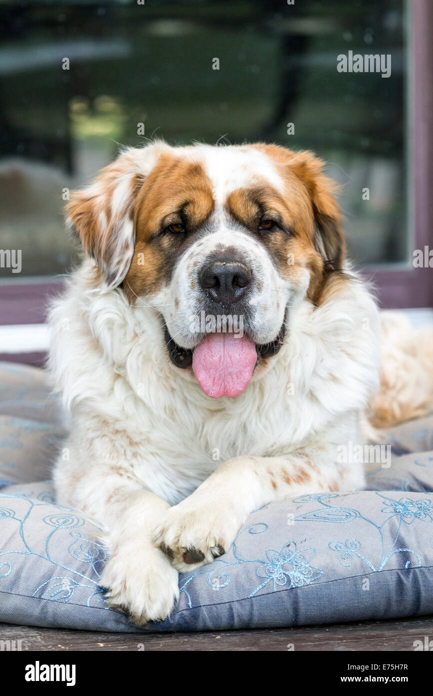 Rettungs-St-Bernard-Hund auf Hundebett Stockfoto