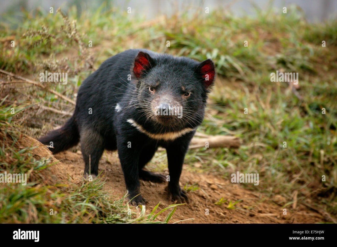 Tasmanischer Teufel Tasmanien Australien Stockfotografie Alamy
