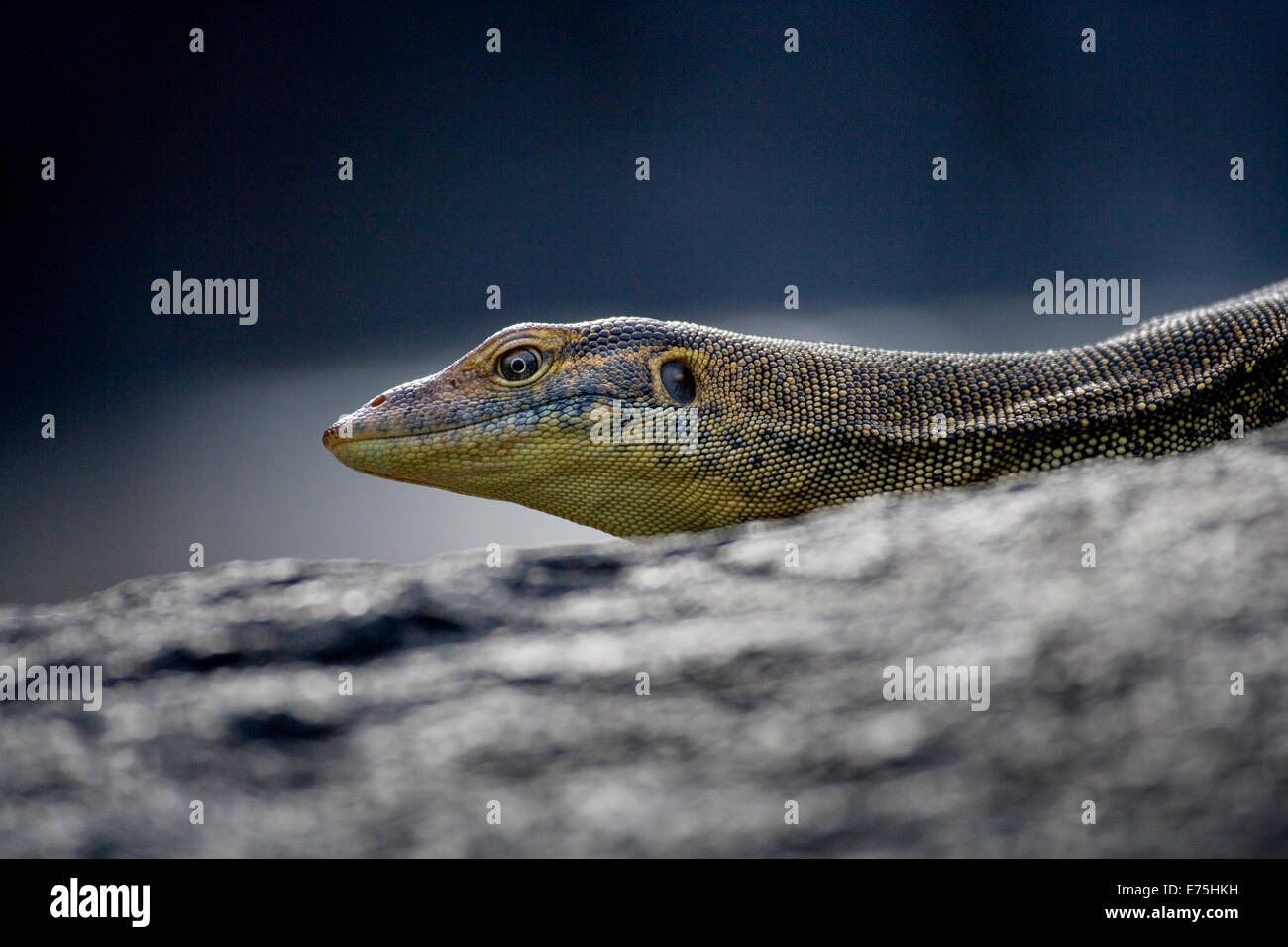 Monitor Lizard, Australien Stockfoto