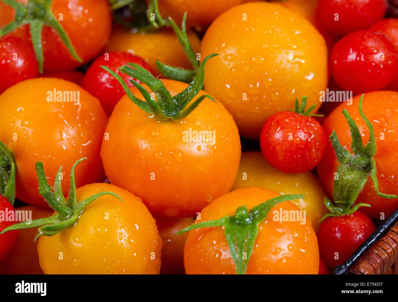 Nahaufnahme von frischen Tomaten direkt aus dem heimischen Garten genommen und innerhalb von Minuten der Ernte fotografiert Stockfoto