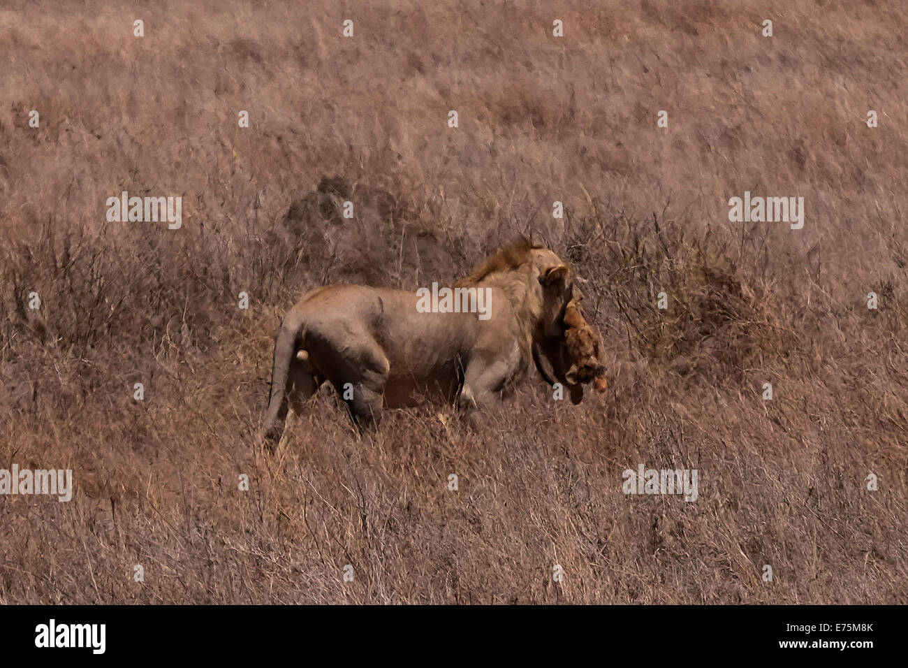 Eine reife männliche Löwe mit einem Toten lion Cub, die er in der Ngorongoro Conservation Area Tansania Ostafrika getötet Stockfoto