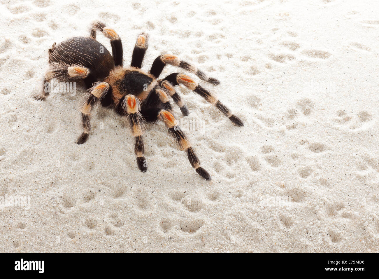 Mexikanische rote Knie Vogelspinne kriecht auf sand Stockfoto