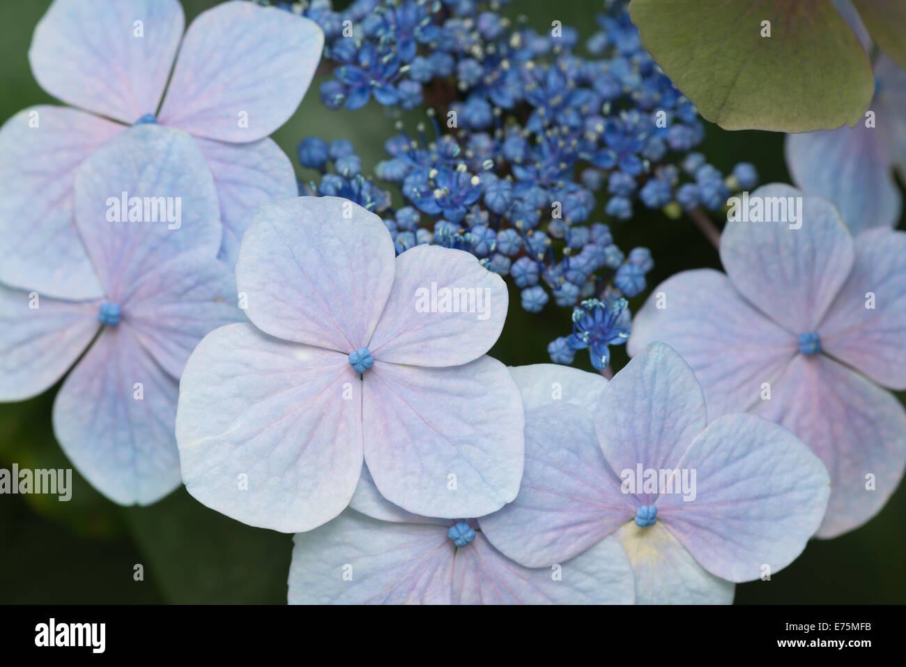 Frühe Stadien der japanischen Hortensie Pflanze Blüte hautnah in voller Blüte zeigt der pH-Wert des Bodens in rosa blau Stockfoto