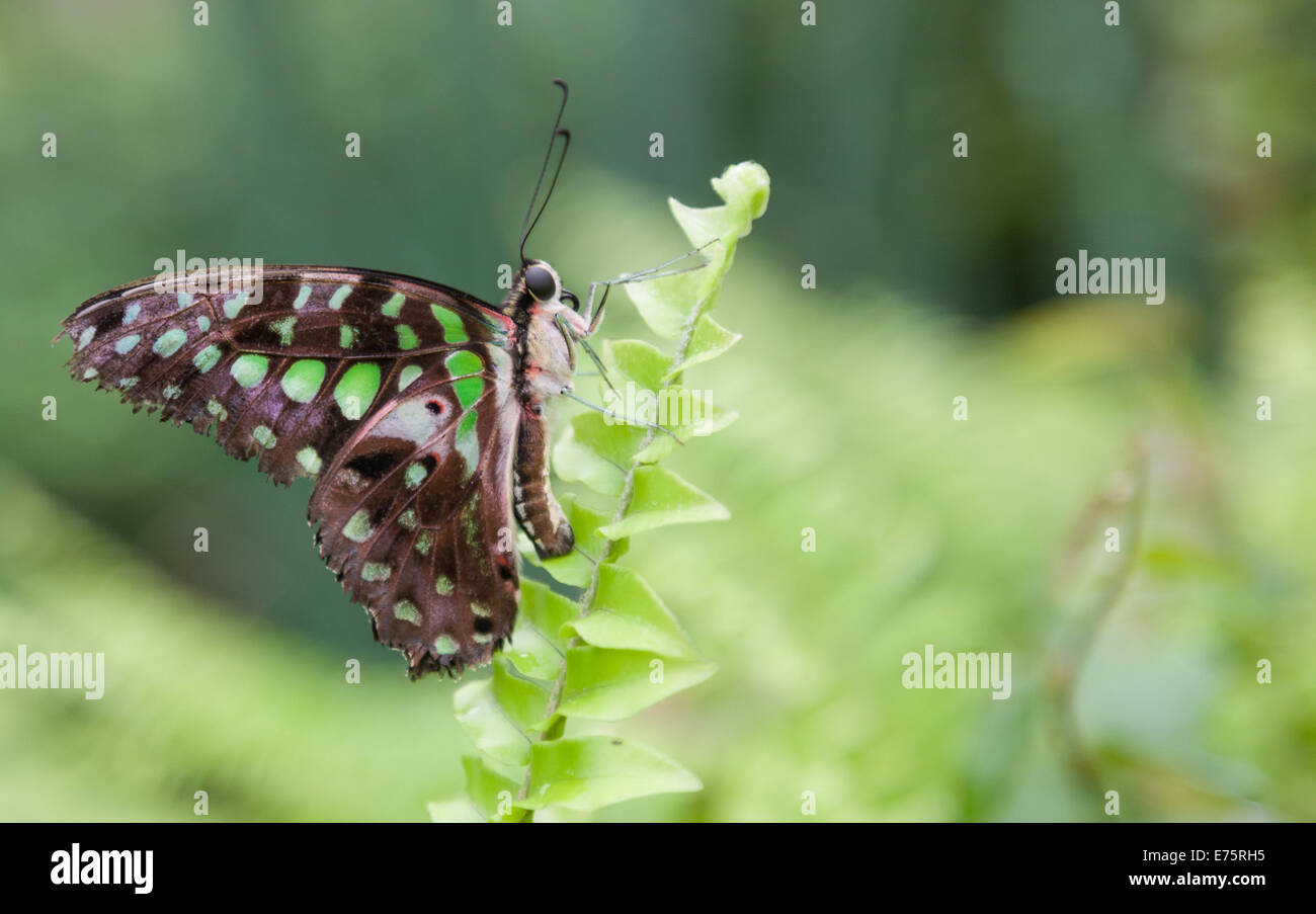 Grüner Schmetterling bei Rest gesichtet Stockfoto