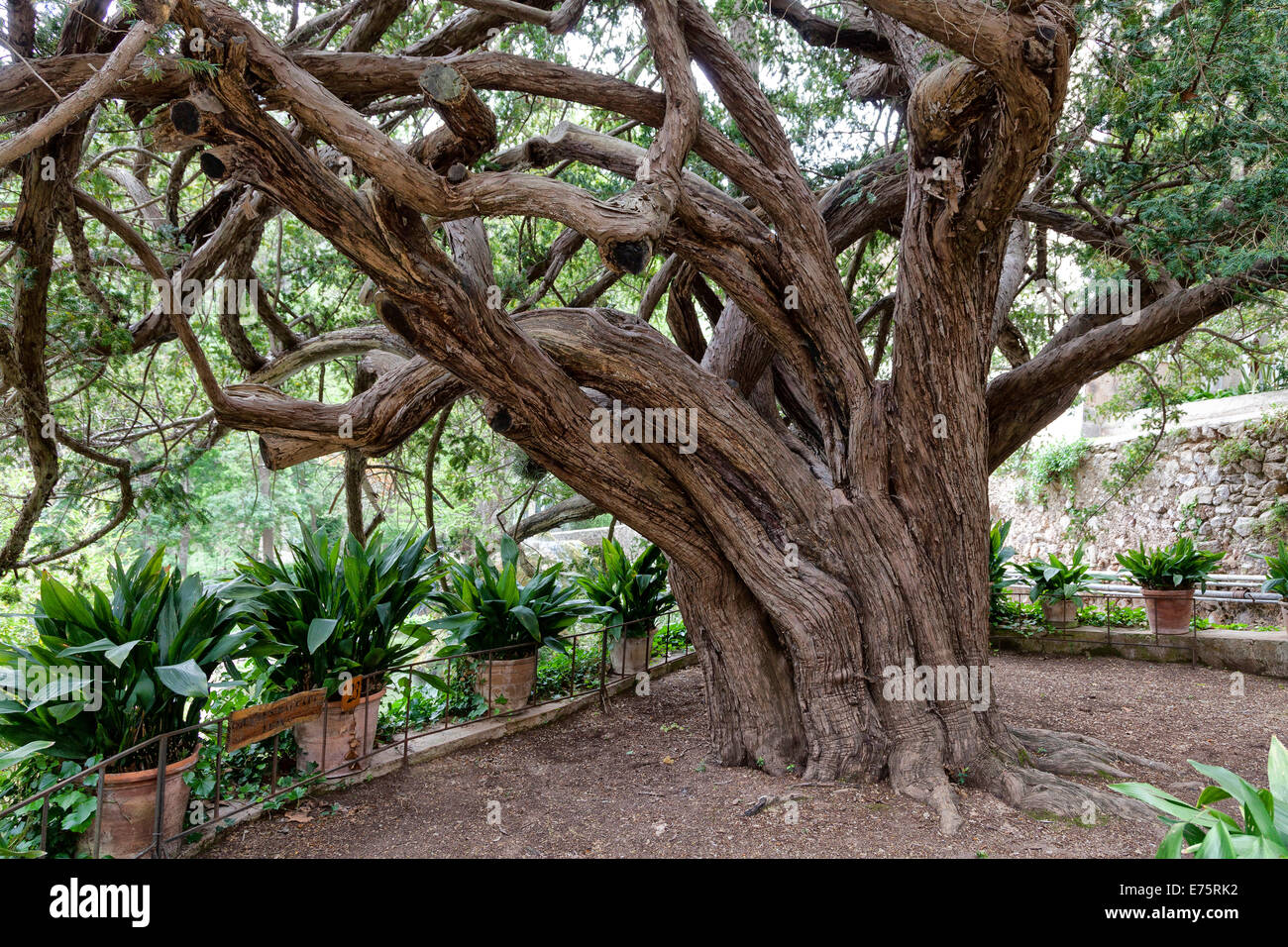 Wahrscheinlich der lteste Baum von Mallorca, eine Eibe (Taxus SP.), ca.  2000 Jahre alt, Estate, Freilichtmuseum, La Granja, Esporles  Stockfotografie - Alamy