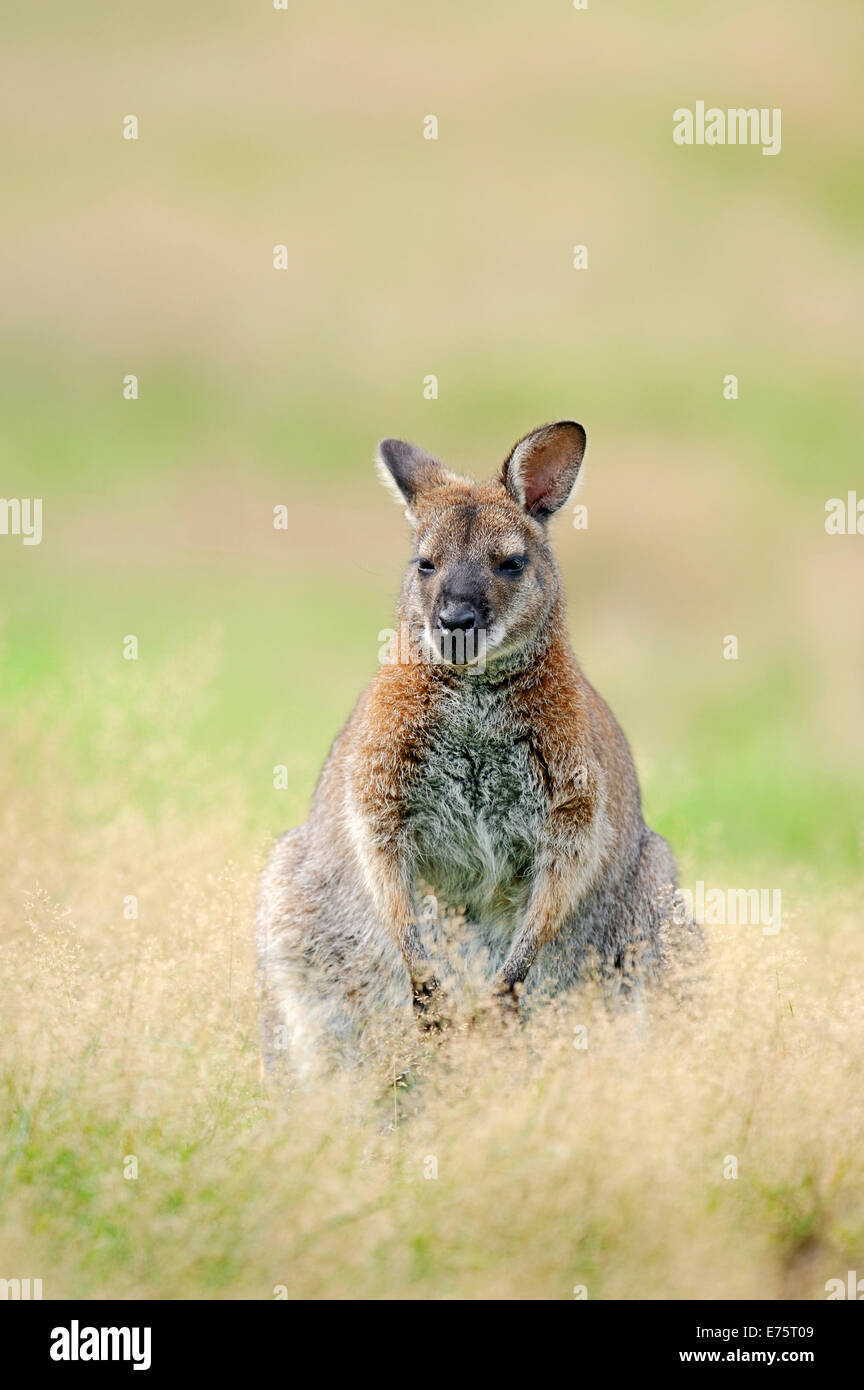 Red-necked Wallaby oder Bennett Wallaby (Macropus Rufogriseus) ursprünglich aus Australien, in Gefangenschaft, Deutschland Stockfoto