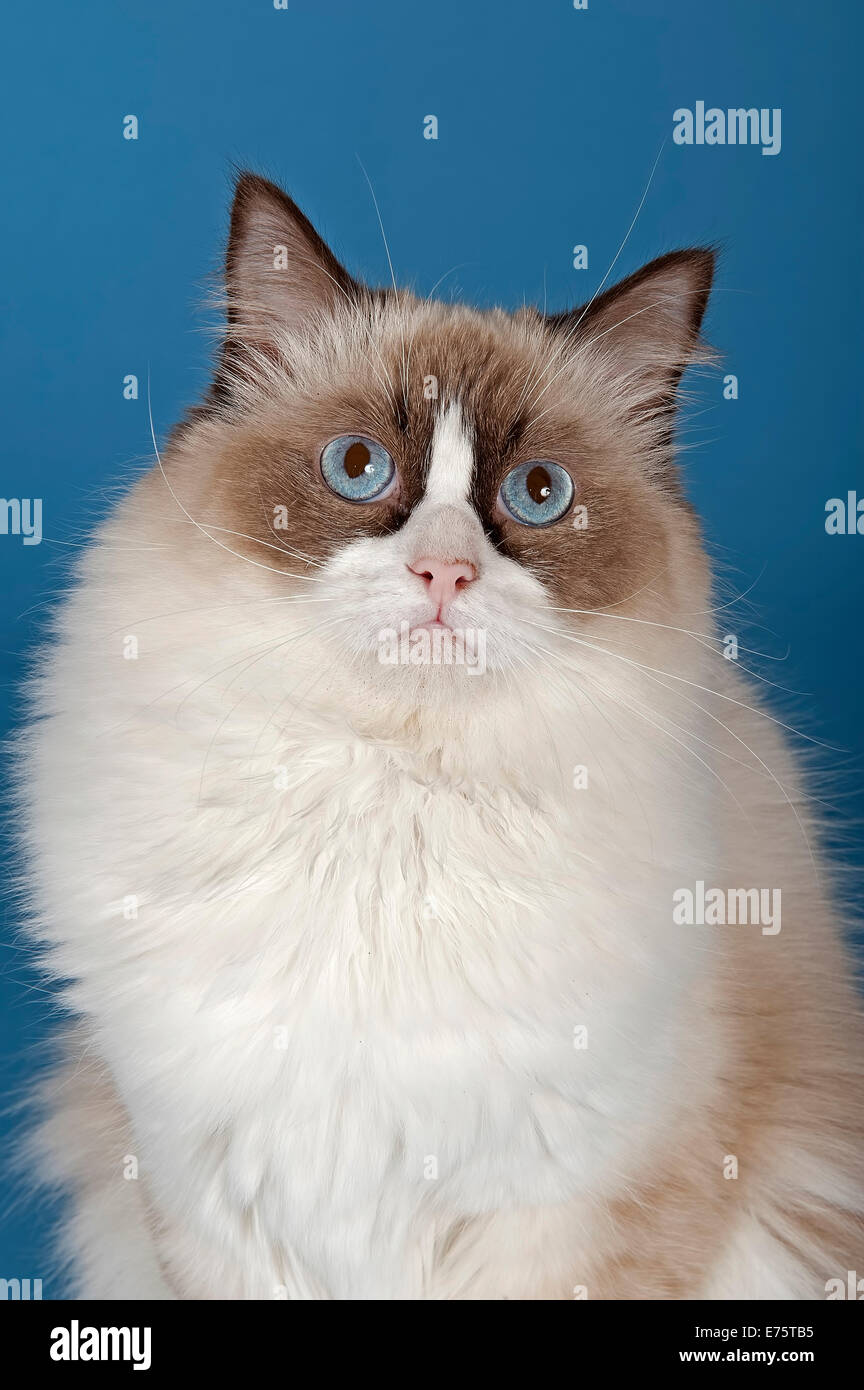 Ragdoll, Katzenrasse, Kater, Kätzchen, 1 Jahr, Farbe Schokolade Bicolor Stockfoto