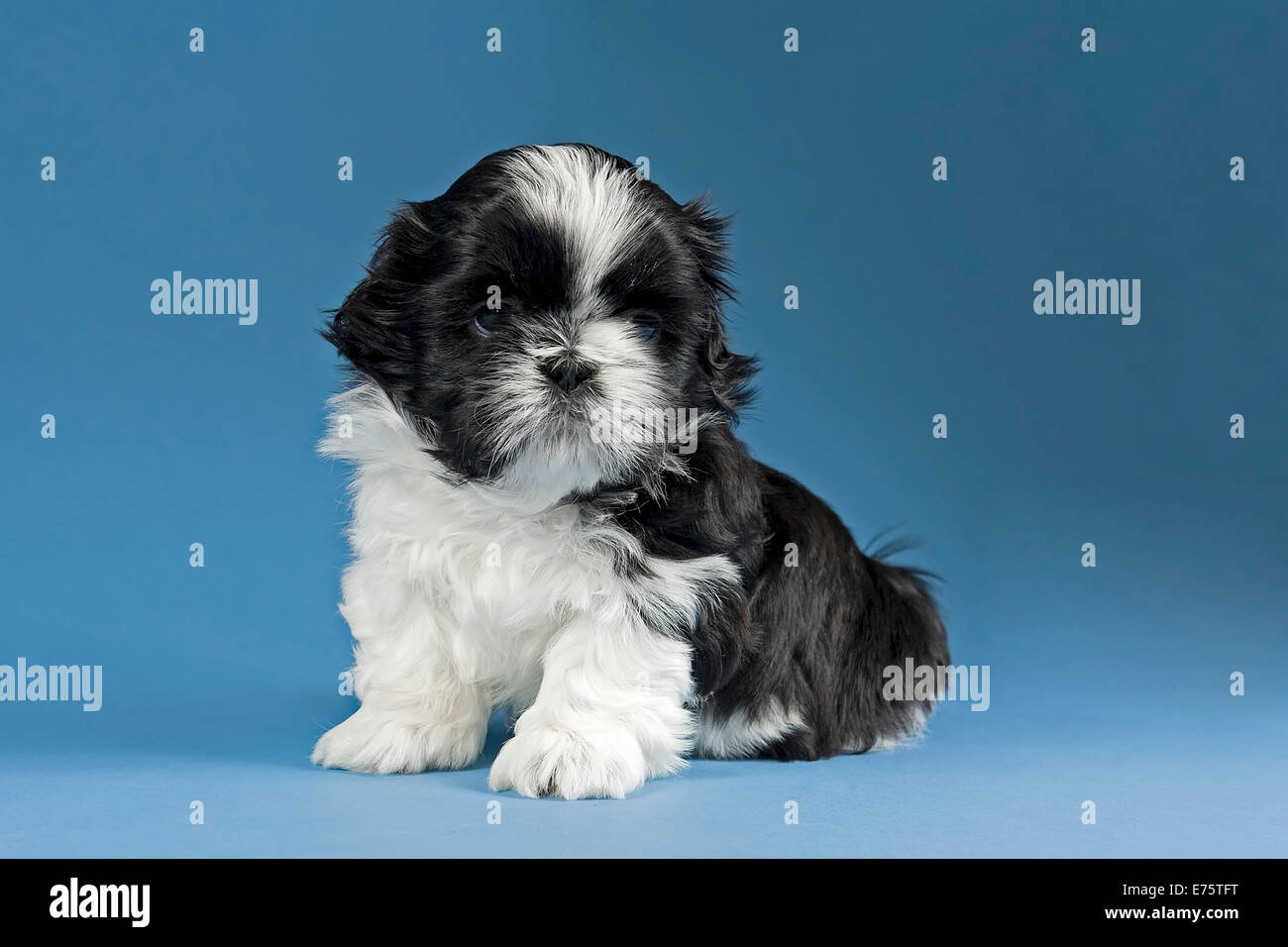 Shih Tzu Welpen 4 Wochen Schwarz Weiss Stockfotografie Alamy