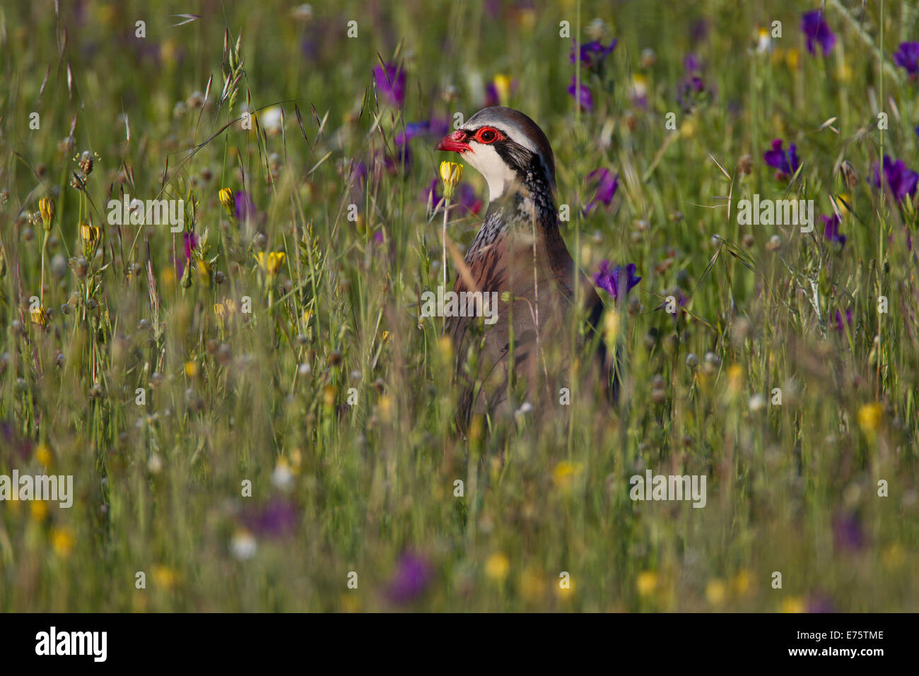 Rothuhn (Alectoris Rufa), Männlich, Extremadura, Spanien Stockfoto