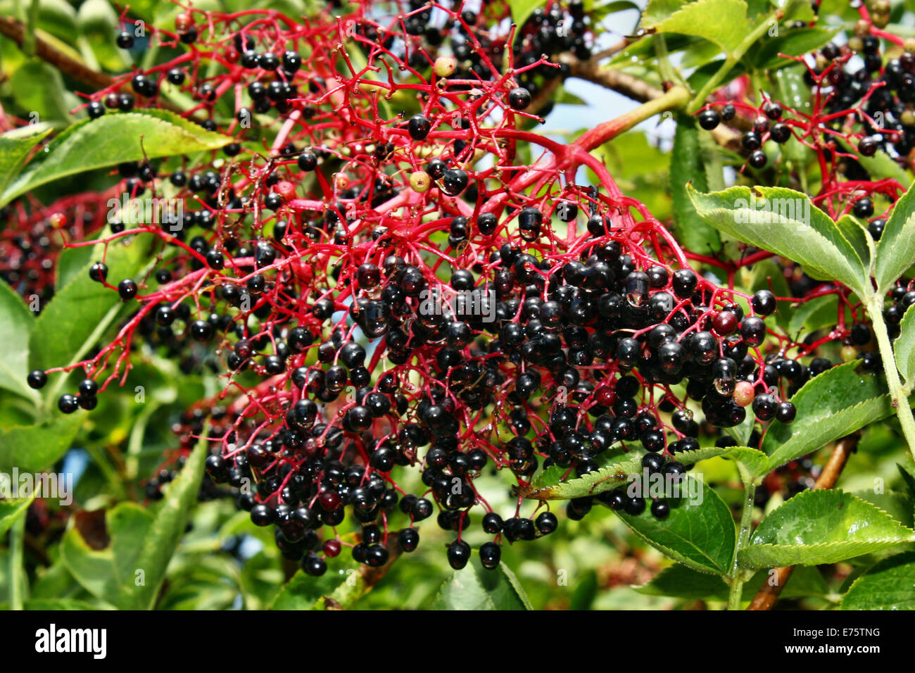 Holunder unreifen Früchte nach Regen im Garten wächst Stockfoto