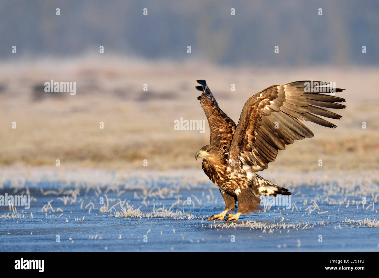 Seeadler (Haliaeetus Horste), Polen Stockfoto
