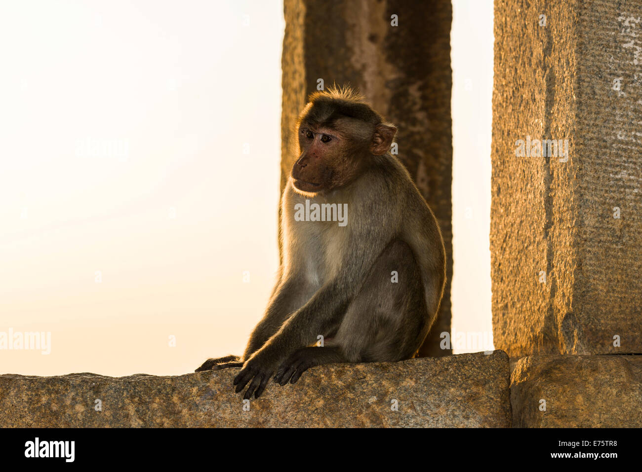 Ein Affe Rhesus-Makaken (Macaca Mulatta) auf einem Felsen in den Ruinen des ehemaligen sitzt Vijayanagara Reich, Hampi, Karnataka Stockfoto