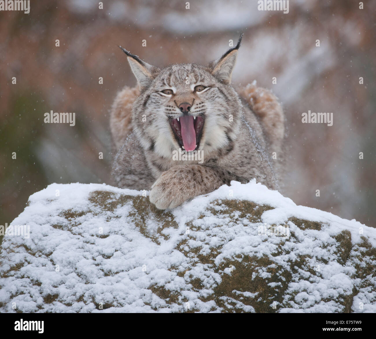 Eurasischer Luchs (Lynx Lynx), thront junge Luchse auf einem Felsen, Gähnen, in Gefangenschaft, Bayern, Deutschland Stockfoto