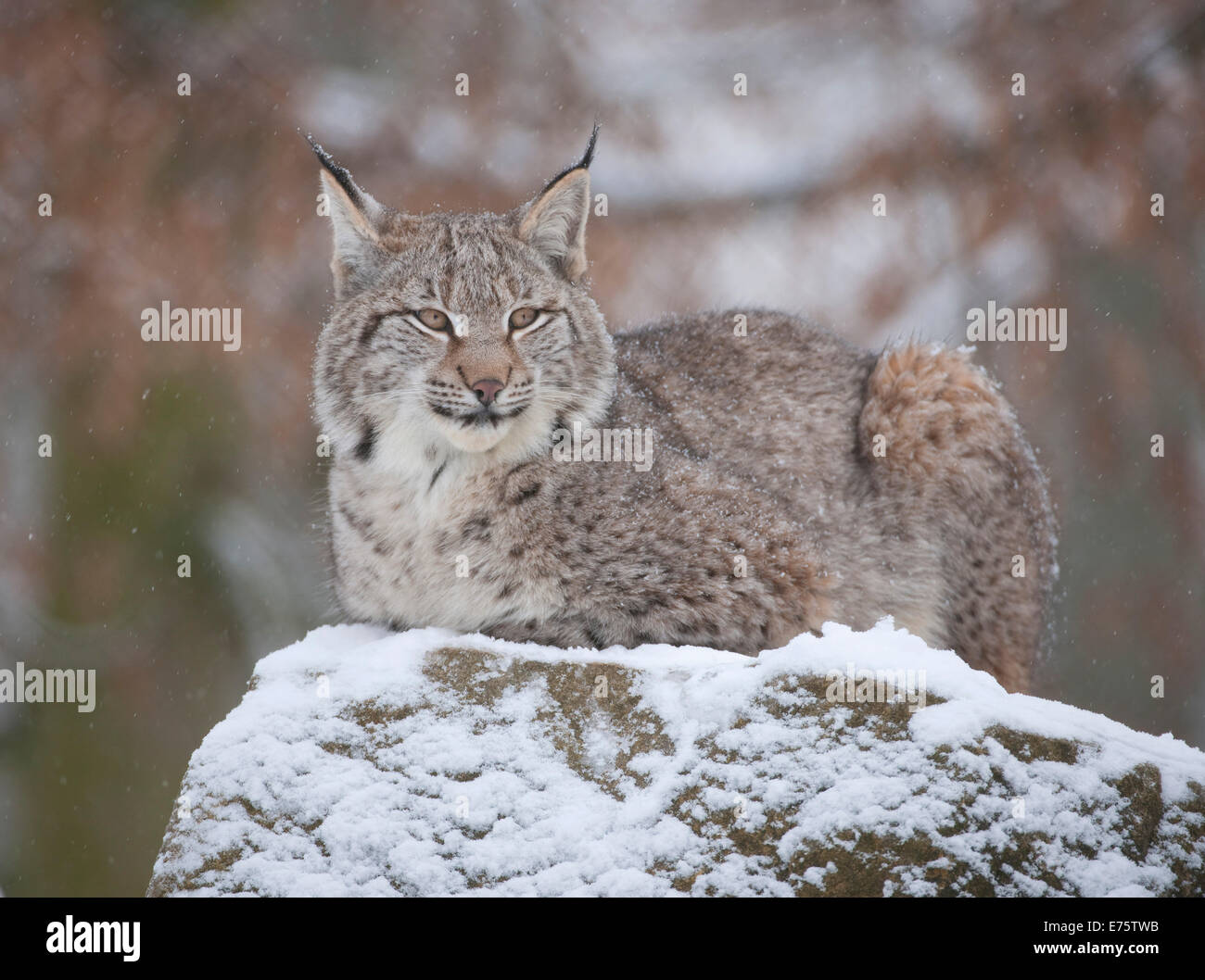 Eurasischer Luchs (Lynx Lynx), junge Luchse thront auf einem Felsen, Gefangenschaft, Bayern, Deutschland Stockfoto