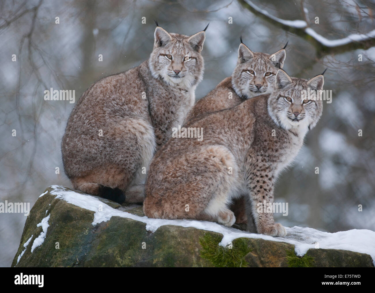 Eurasischer Luchs (Lynx Lynx), drei junge Luchse thront auf einem Felsen, Gefangenschaft, Bayern, Deutschland Stockfoto