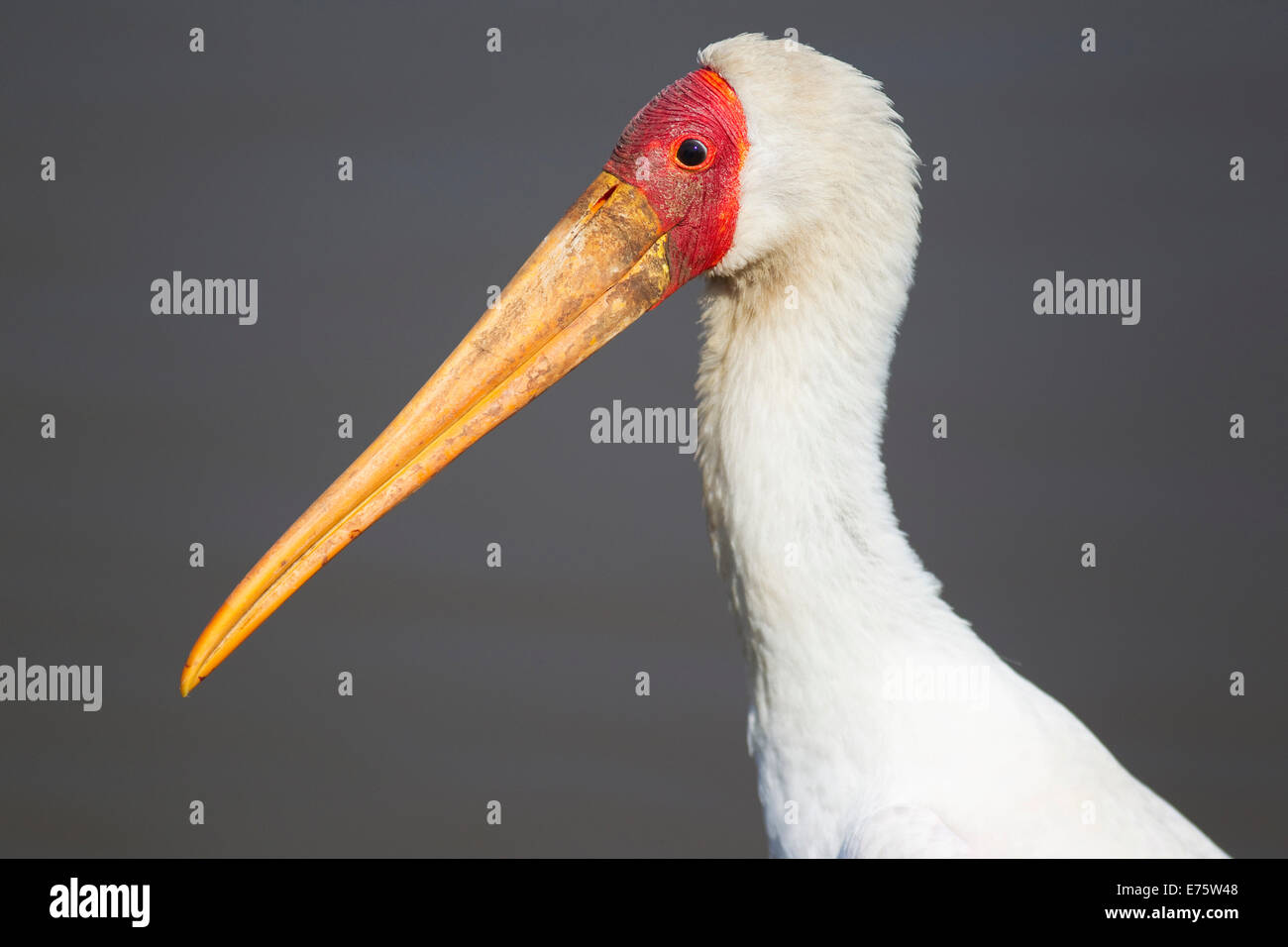 Gelb-billed Stork (Mycteria Ibis), Sunset Dam, Krüger Nationalpark, Südafrika Stockfoto