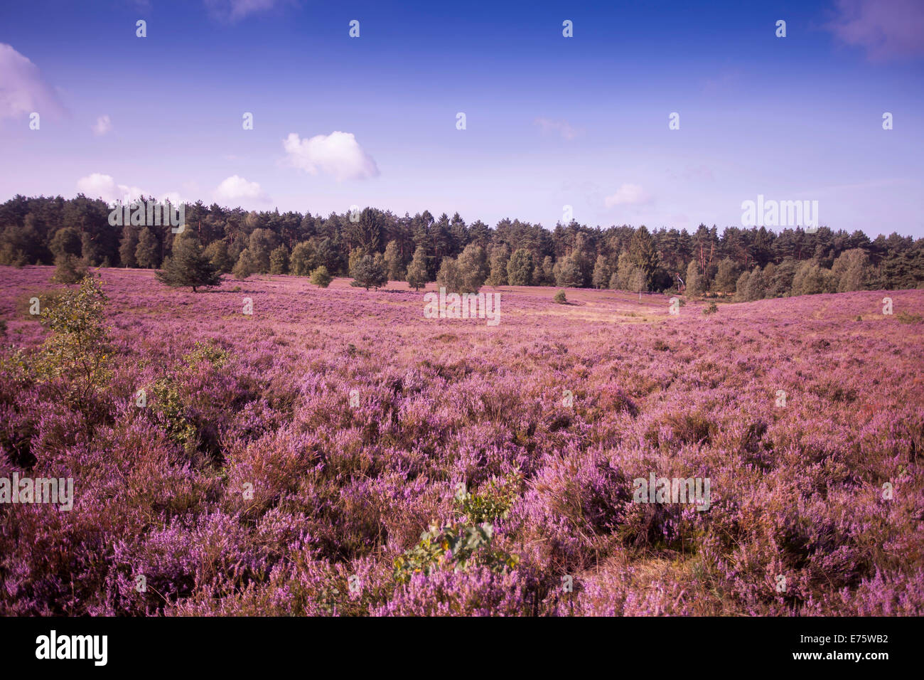Landschaft Mit Bluhenden Heidekraut Calluna Vulgaris Blutezeit