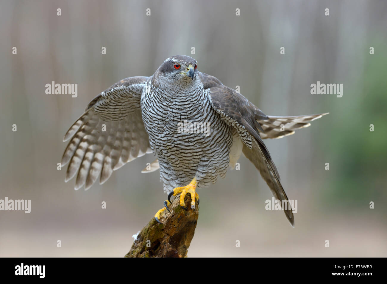 Nördlichen Habicht (Accipiter Gentilis), erwachsenes Weibchen kurz vor Abflug, Schwäbische Alb-Biosphären-Reservat, Baden-Württemberg Stockfoto
