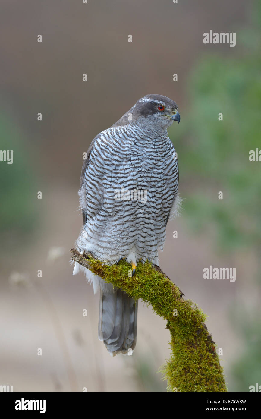 Nördlichen Habicht (Accipiter Gentilis), erwachsenes Weibchen auf Barsch, Schwäbische Alb-Biosphären-Reservat, Baden-Württemberg, Deutschland Stockfoto