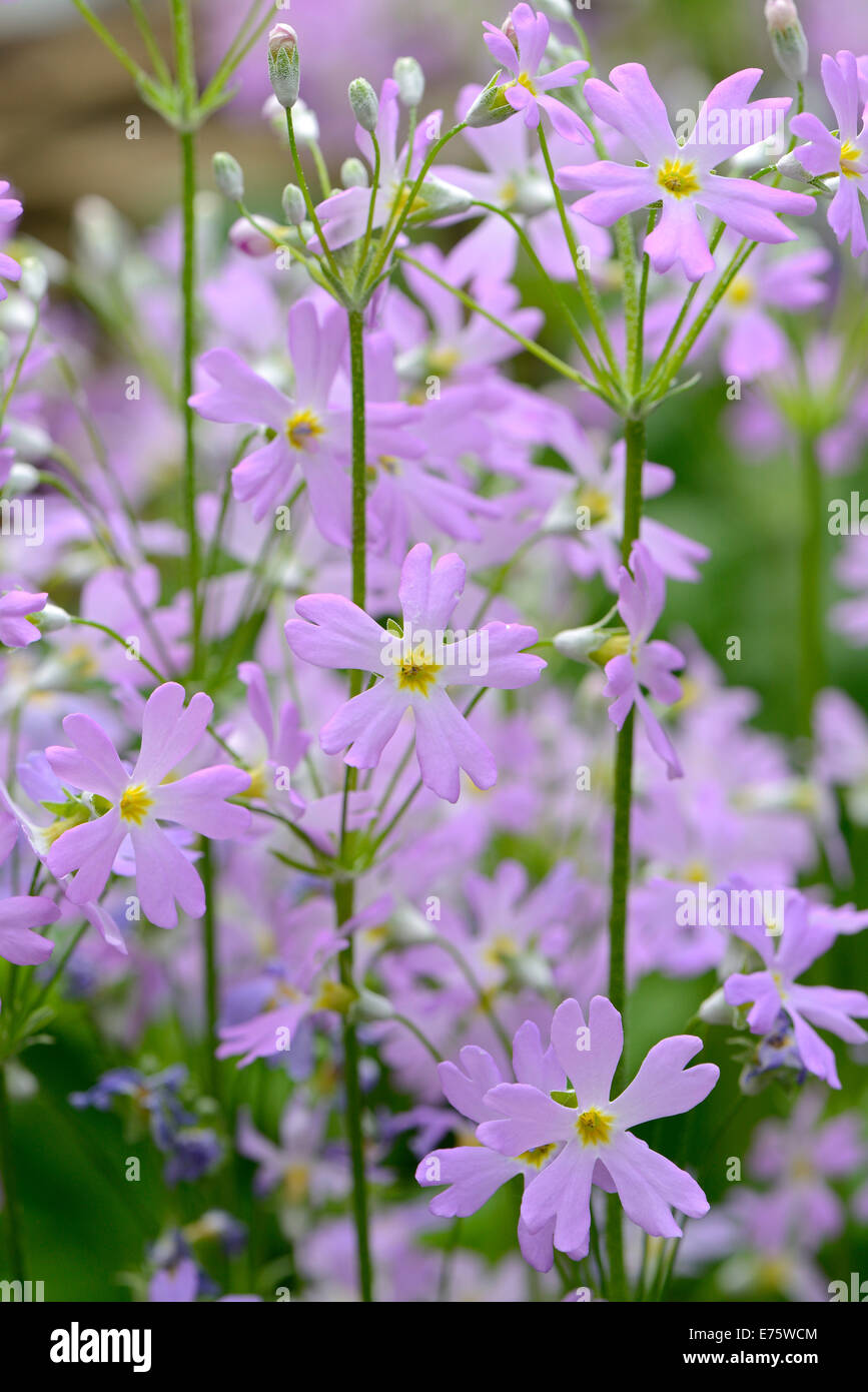 Fee-Primel oder Baby Primel (Primula Malacoides), ursprünglich aus Asien Stockfoto