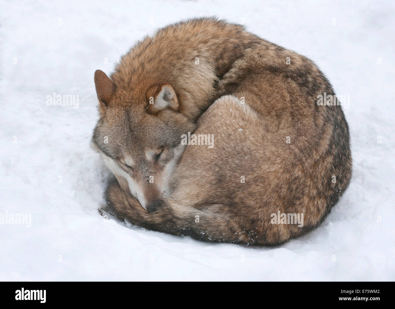 Graue Wolf (Canis Lupus) zusammengerollt in den Schnee, einschlafen, Gefangenschaft, Sachsen, Deutschland Stockfoto