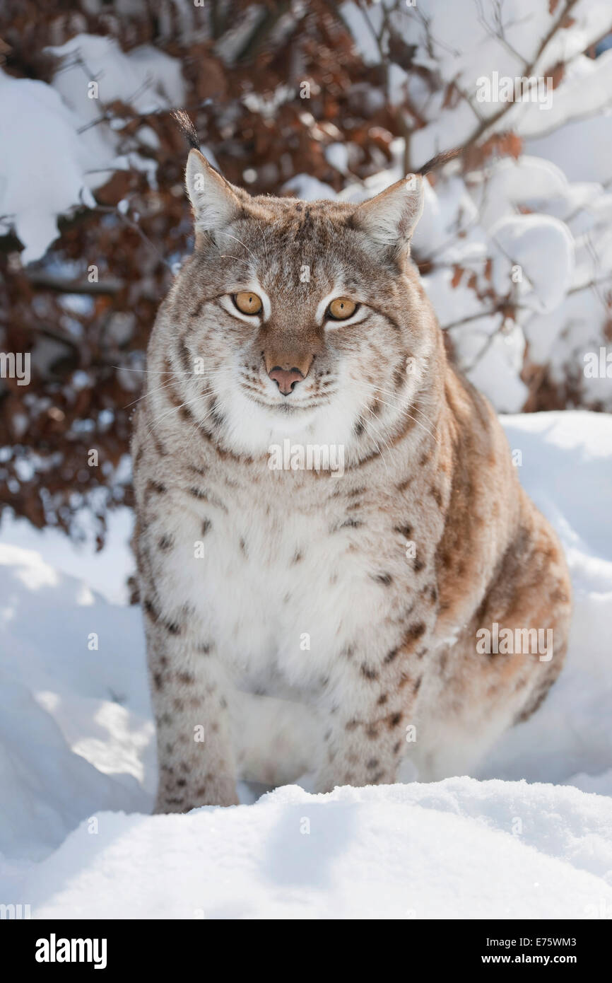 Eurasischer Luchs (Lynx Lynx) thront im Schnee, Gefangenschaft, Thüringen, Deutschland Stockfoto