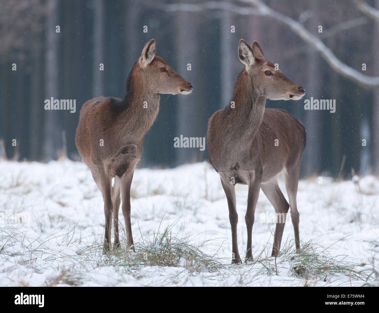 Rothirsch (Cervus Elaphus), Hinds in ihre Wintermäntel stehen im Schnee, Gefangenschaft, Sachsen, Deutschland Stockfoto