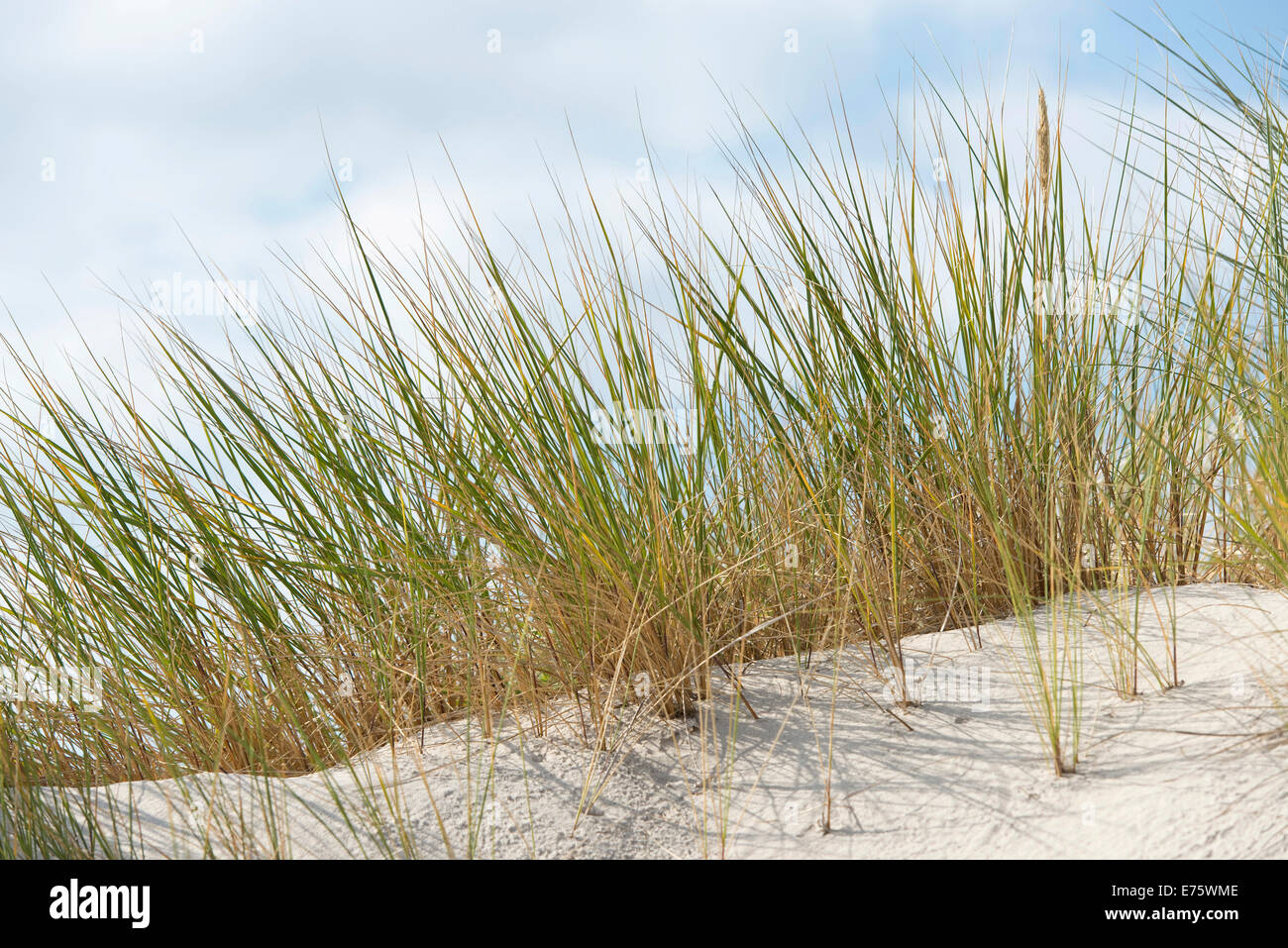 Europäische Dünengebieten Grass oder europäischen Strandhafer (Ammophila Arenaria), Mecklenburg-Western Pomerania, Deutschland Stockfoto