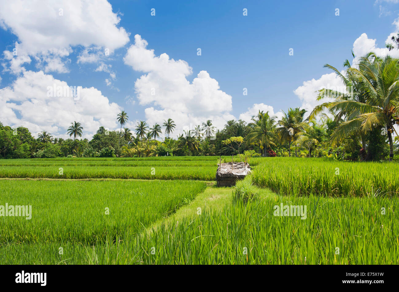 Reisfeld und Kokos Bäume, Ubud, Bali, Indonesien Stockfoto