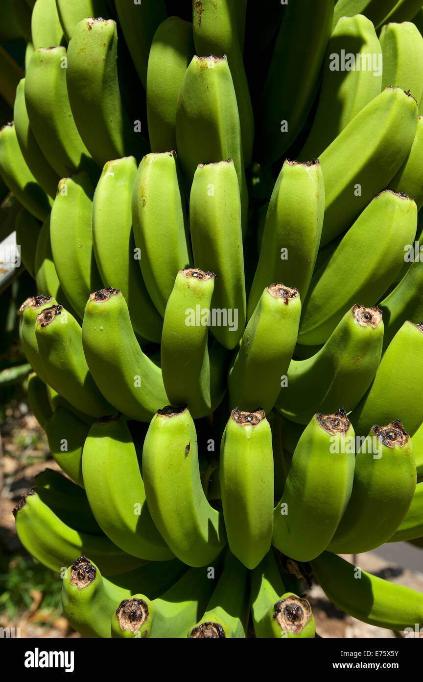 Bananenstaude, La Palma, Kanarische Inseln, Spanien Stockfoto