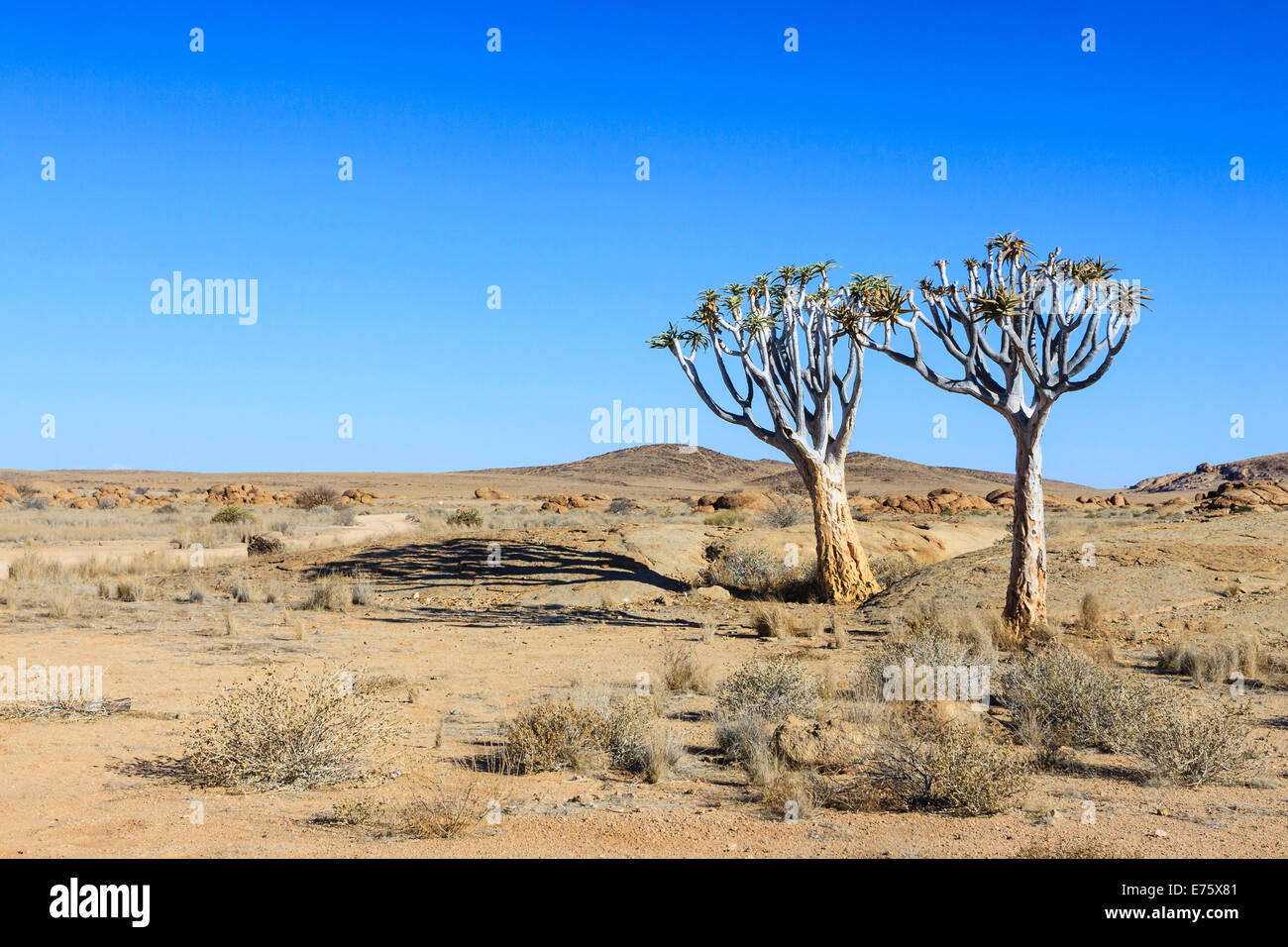 Köcher, Bäume oder Kokerboom (Aloe Dichotoma), Namib-Naukluft-Nationalpark, Namibia Stockfoto