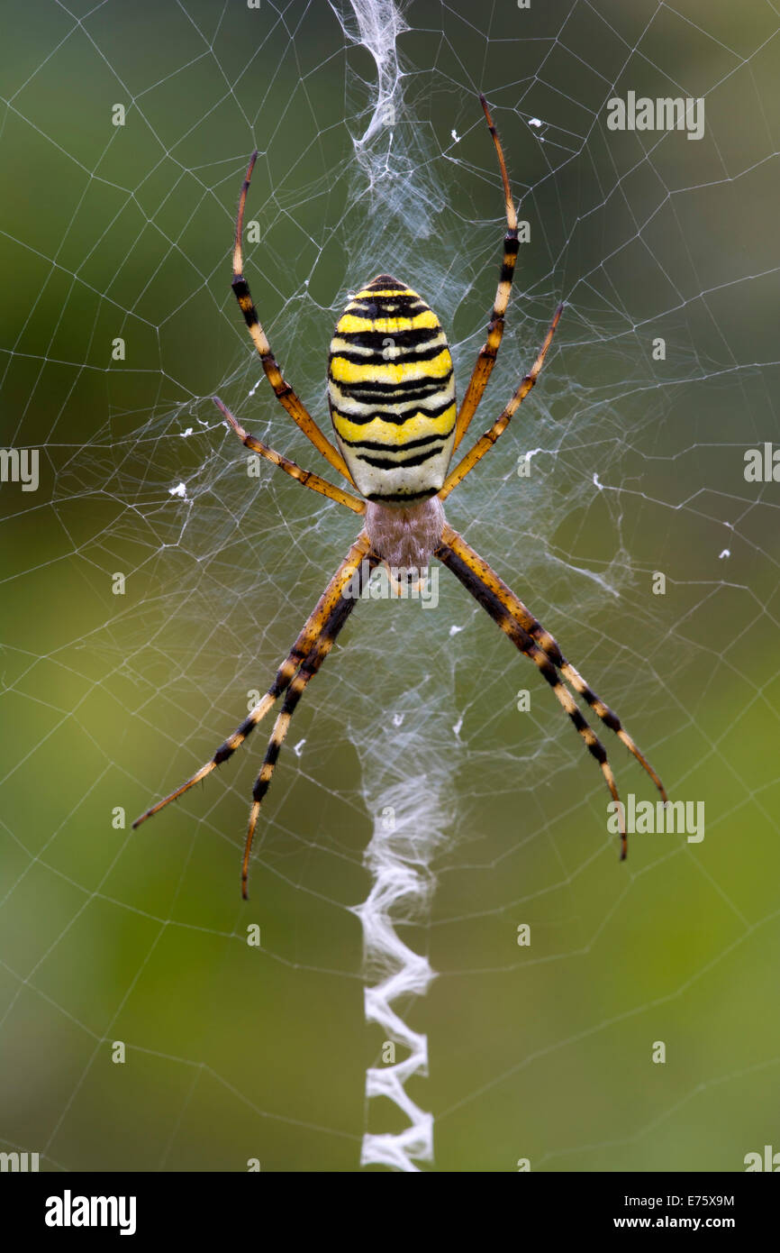 Orb-weben Spinne (Argiope Bruennichi), Burgenland, Österreich Stockfoto