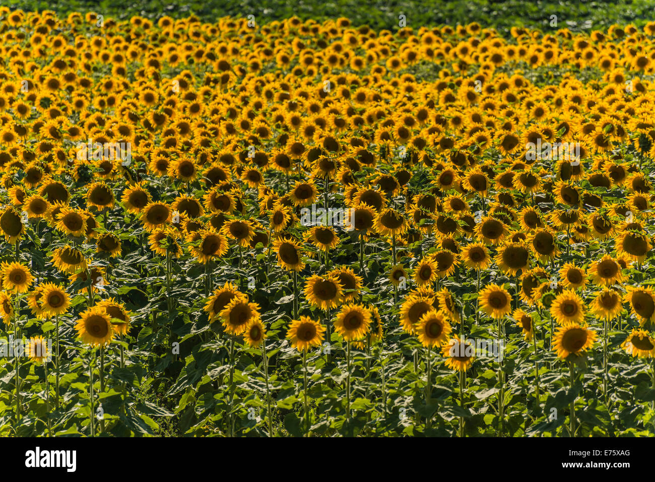 Feld von Sonnenblumen (Helianthus Annuus), Cucuron, Vaucluse, Provence-Alpes-Côte d ' Azur, Frankreich Stockfoto