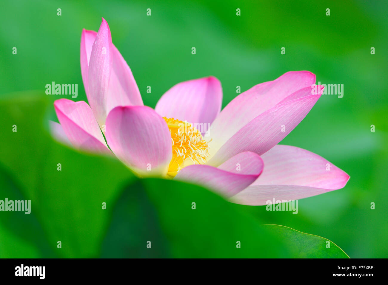 Rosa Lotusblume (Nelumbo Nucifera), Baden-Württemberg, Deutschland Stockfoto