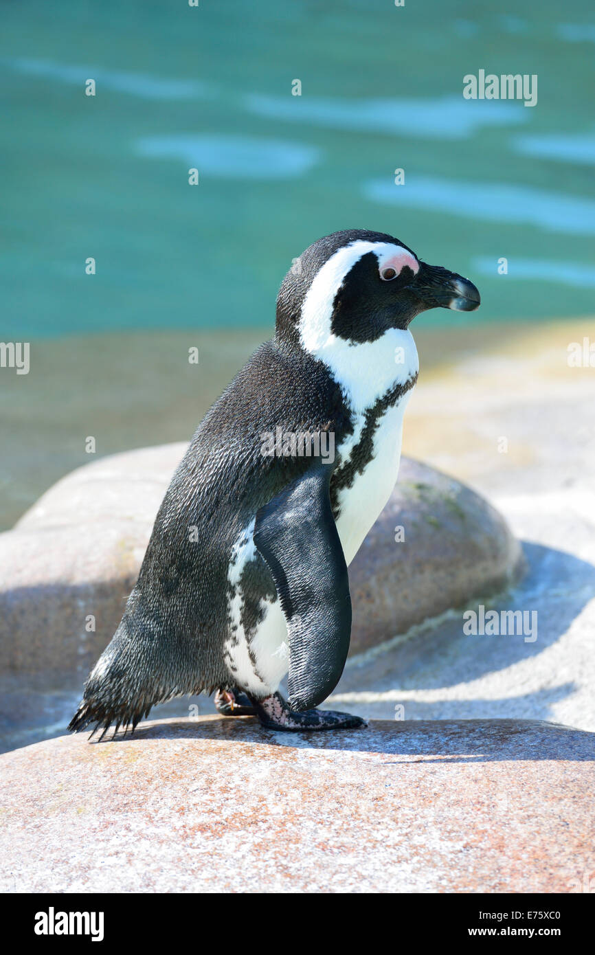 Afrikanische Pinguin (Spheniscus Demersus), Gefangenschaft, Deutschland Stockfoto