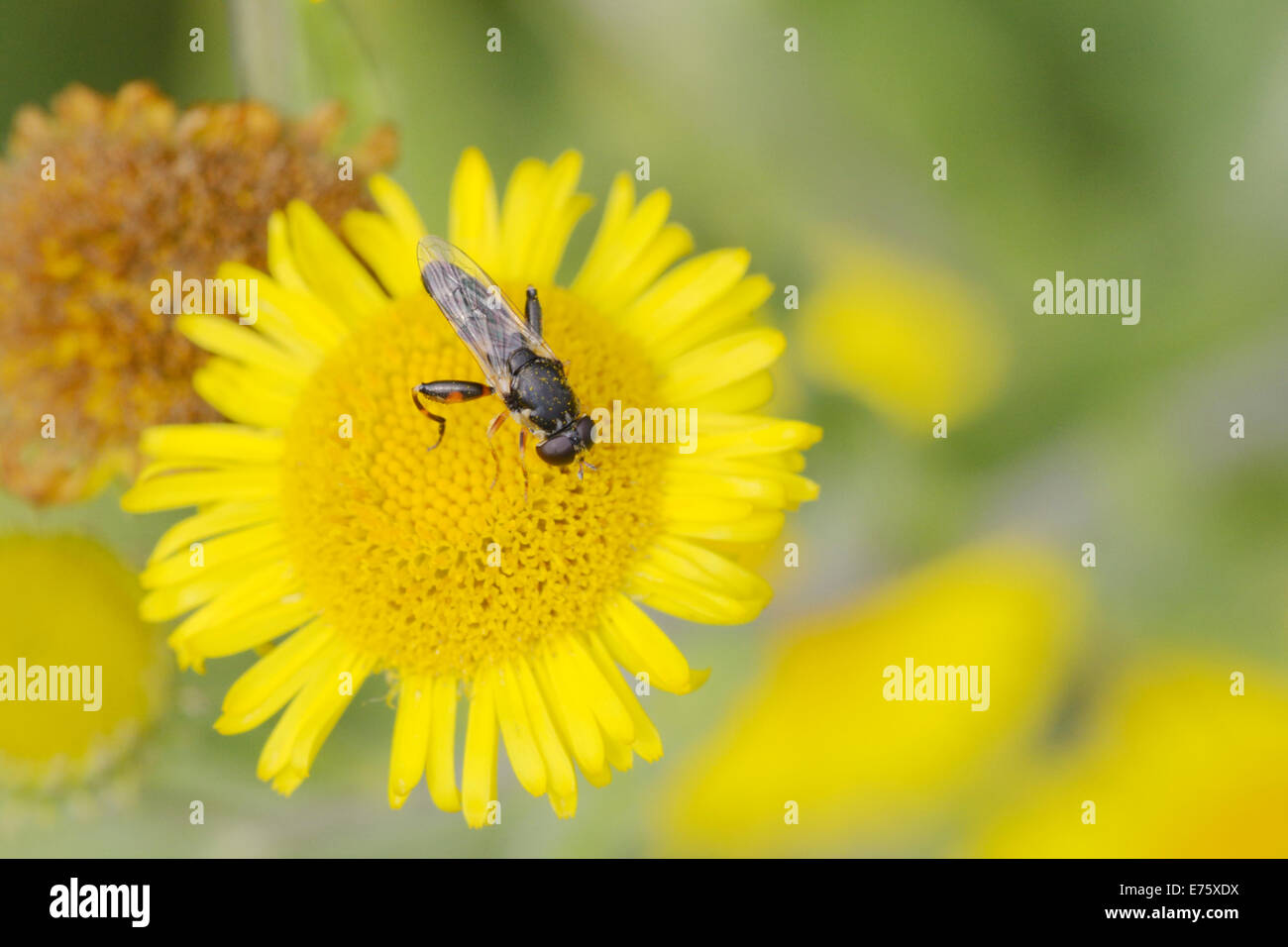 Dicken Beinen Hoverfly, Syritta Pipiens, Fütterung auf Berufkraut Blumen, Wales, UK. Stockfoto