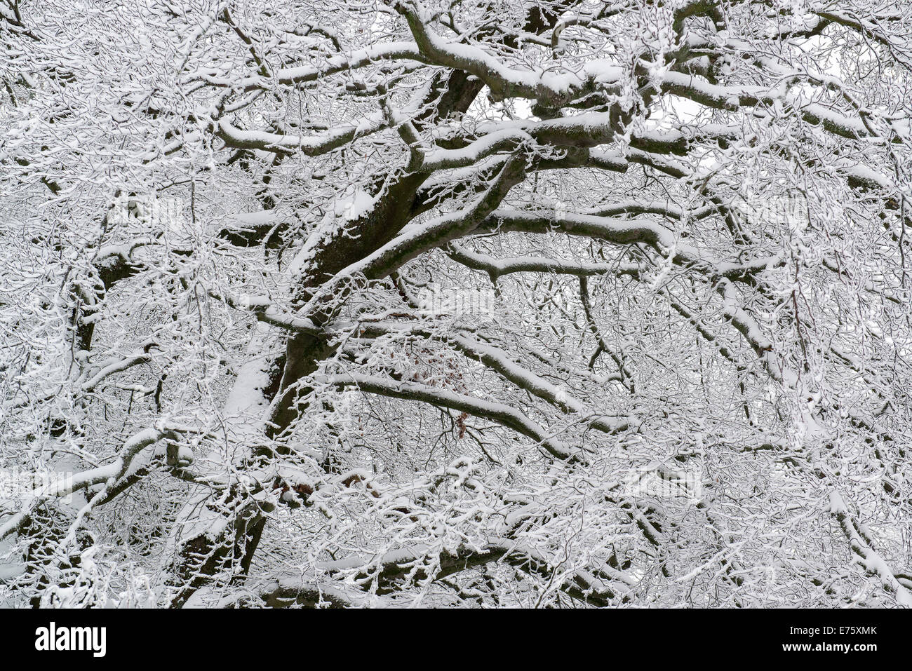 Schnee-bedeckten Baum am Herkules Denkmal, UNESCO-Weltkulturerbe, Mountainpark der Bergpark Wilhelmshöhe, Kassel Stockfoto