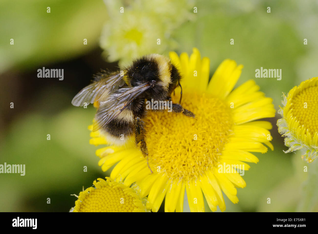 Bombus Lucorum, White tailed Bumble Bee Fütterung auf Berufkraut Blumen, Wales, UK. Stockfoto