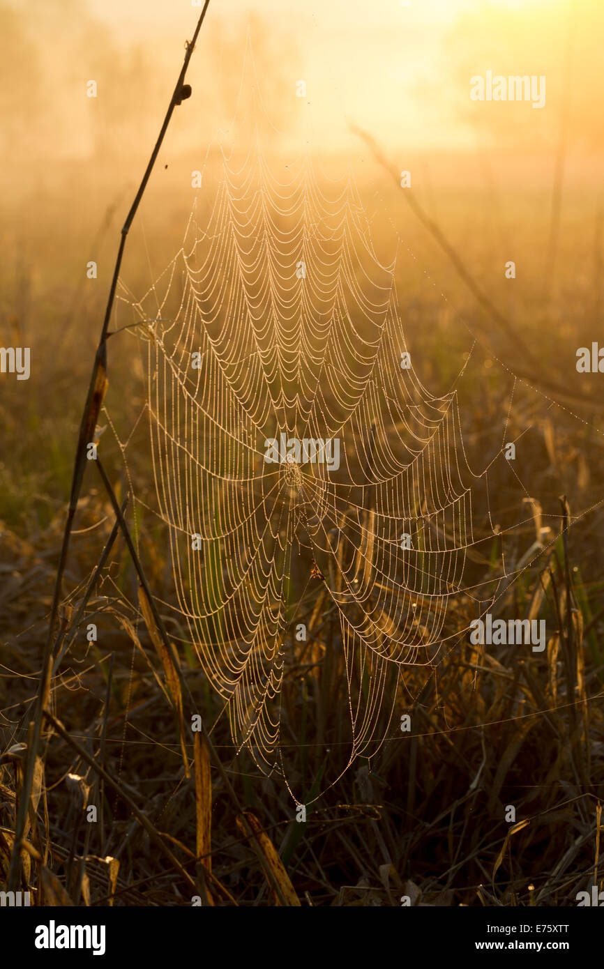 Spinnennetz Im Morgentau Spinnennetz im Morgentau Stockfoto