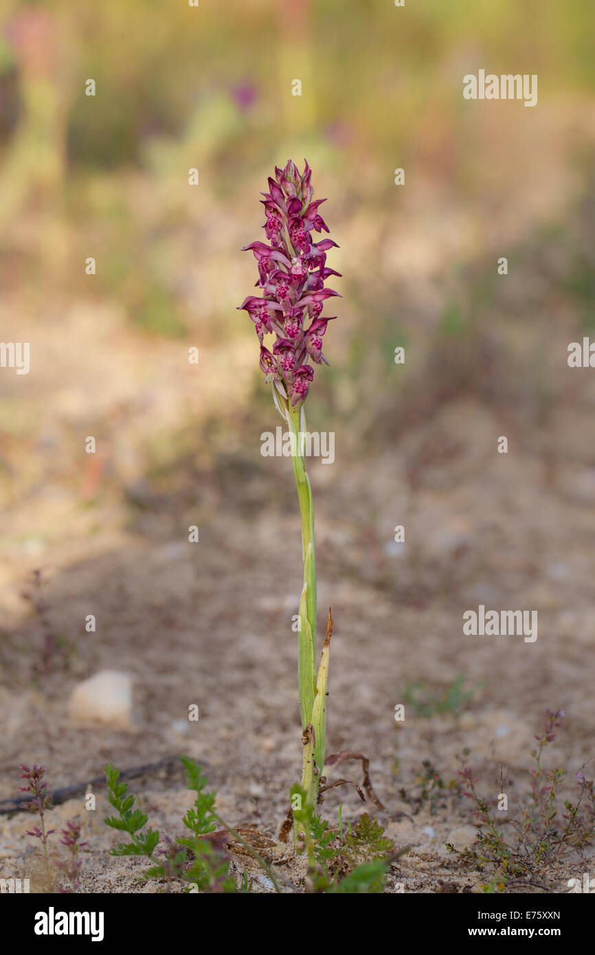 Orchis Coriophora Wanzen-Knabenkraut-Bug-Orchidee Stockfoto