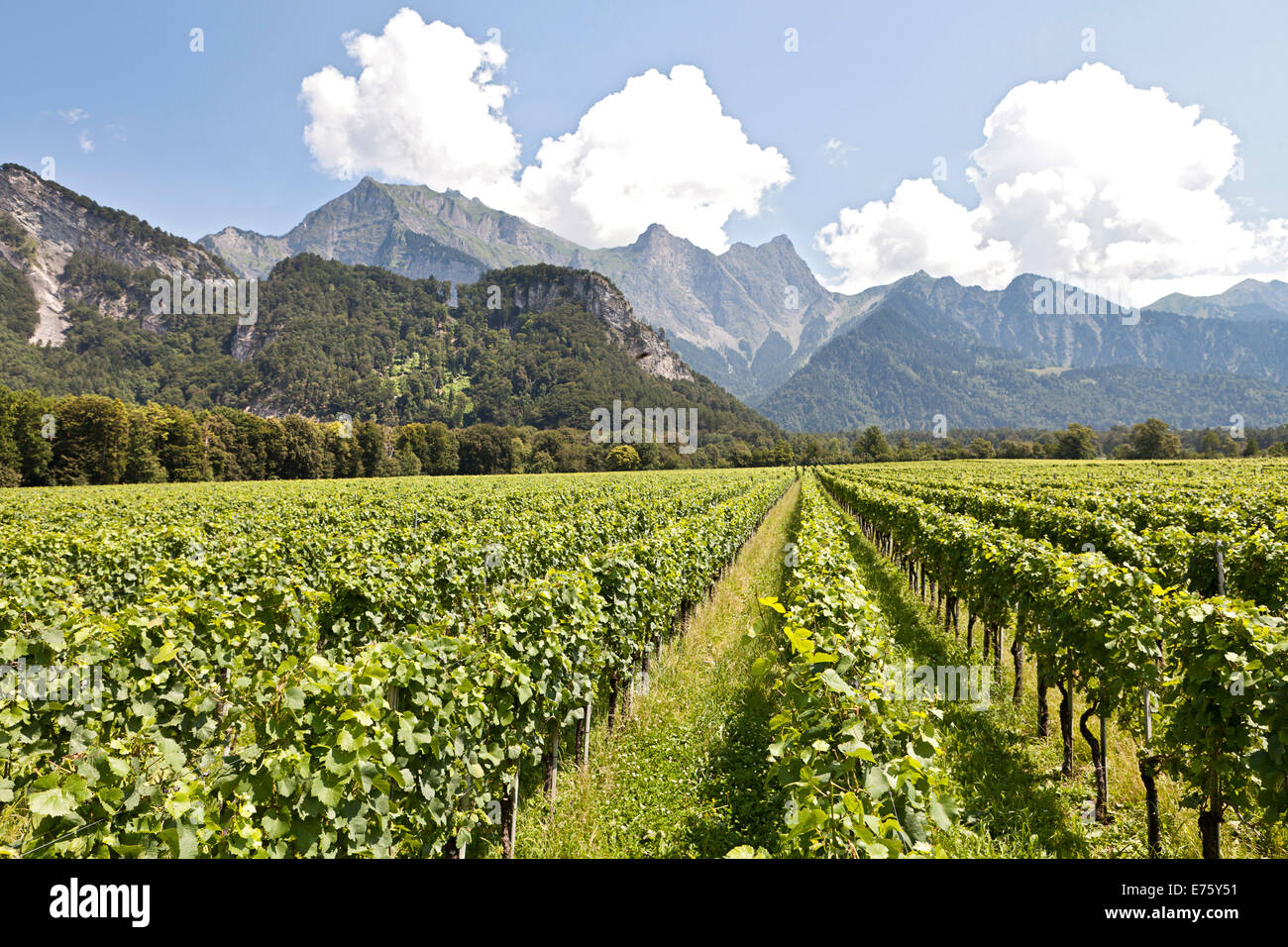 Weinberg, Weinbau, Berge auf der Rückseite, in der Nähe von Fläsch, Graubünden, Schweiz Stockfoto